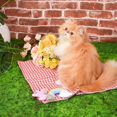 Fluffy orange cat sitting on a red and white checkered blanket with flowers and toys in front of a brick wall.
