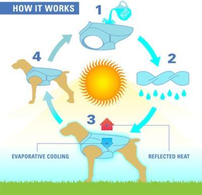 Diagram showing how dog cooling vests work with arrows and labels.