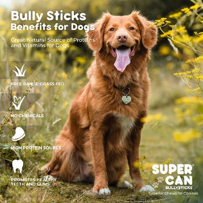 SuperCan 6" Mega Bully Stick