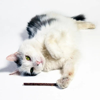 White cat with black spots lying on a white surface with a stick