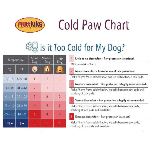 Chart describing temperatures and recommended protection for dogs on white background.