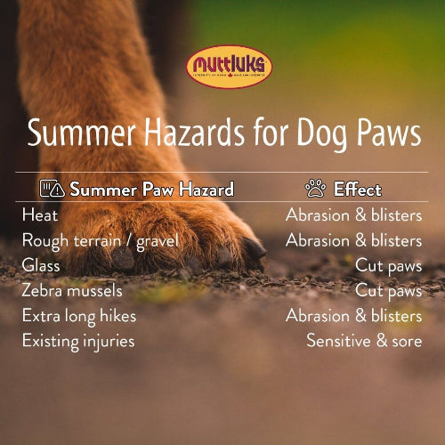 Summer hazards chart for dog paws with dog  paw in background.