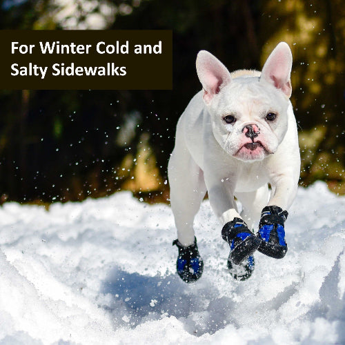 White dog running in snow wearing blue and black dog boots.