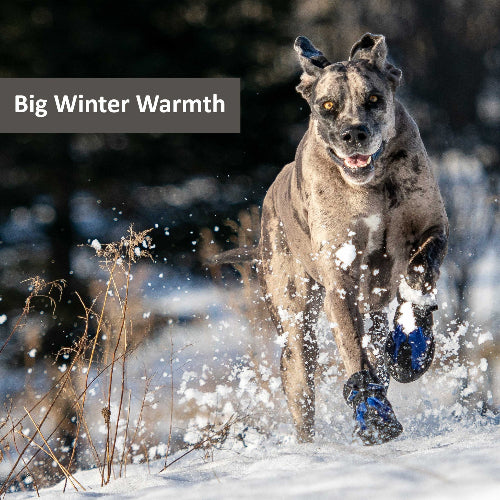 Large dog wearing black & blue dog boots running in snow