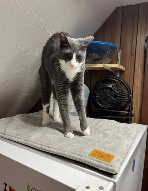 Cat stretching on mat with fan and paneling in background