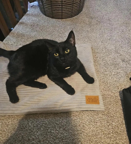 Black cat lying on mat on carpet
