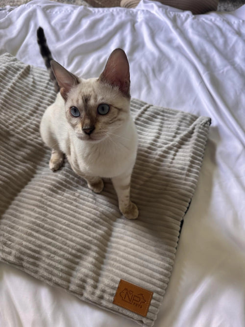 Cat sitting on mat on bed with white sheet