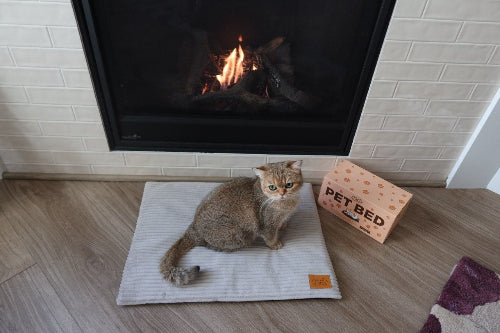 Cat sitting on mat in front of fireplace 