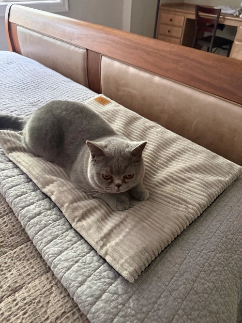 Cat lying on mat with bed and desk in background