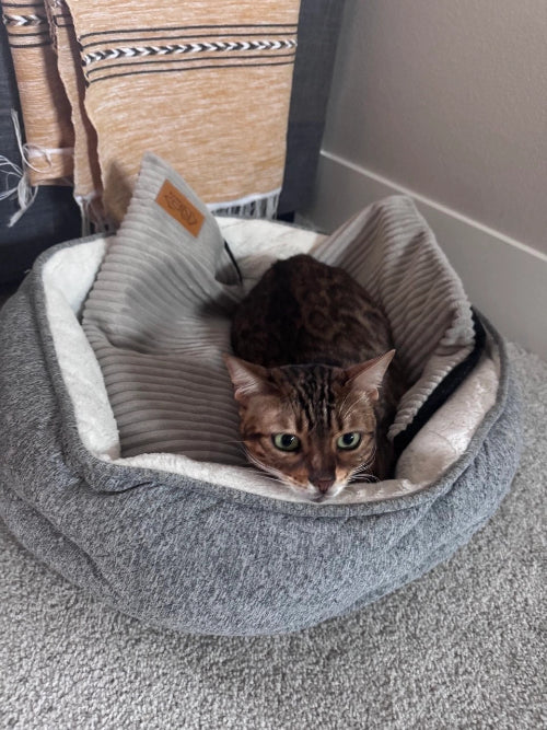 Cat lying on mat in small pet bed with gray carpet and blanket in background