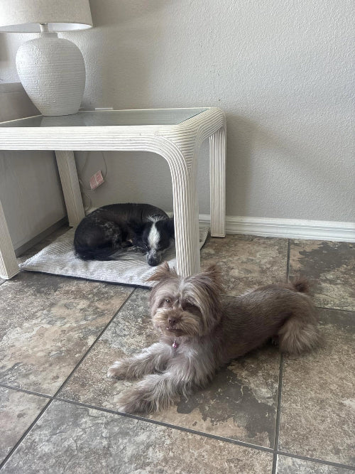 Two small dogs one on tile floor and other on mat underneath table with lamp