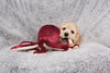 Fluff & Tuff Olympia Octopus Plush Dog Toy