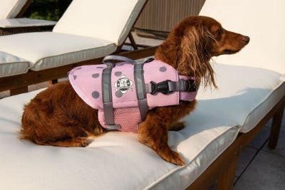 Dog wearing a pink life jacket on a patio chair