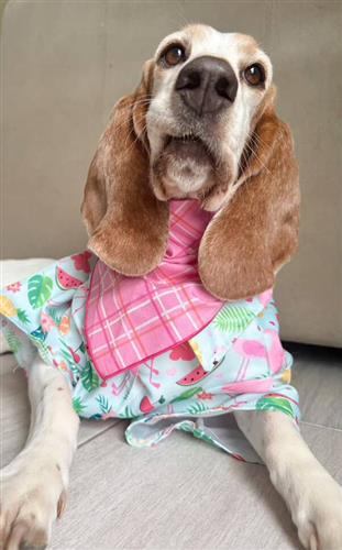 Dog wearing a colorful outfit with a pink plaid pattern