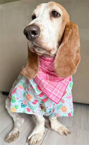 Dog wearing a colorful outfit with a pink checkered scarf indoors.