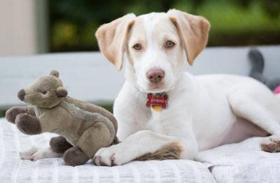 White dog with a brown patch on its face sitting next to a chipmunk toy on a blanket.