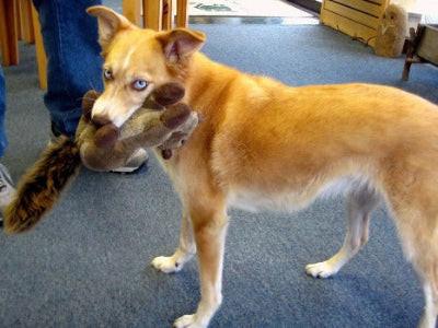 Dog playing with a toy indoors on a carpeted floor
