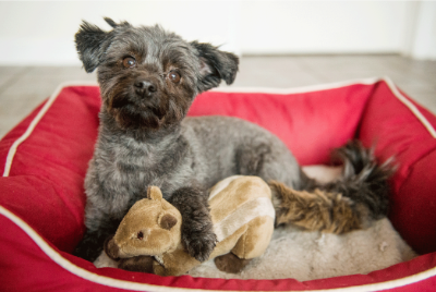 Dog lying on a red pet bed with plush toys inside