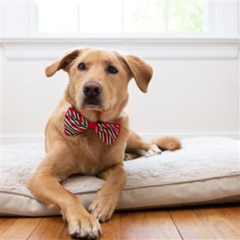 Huxley & Kent Peppermint Stripe Dog Bow Tie