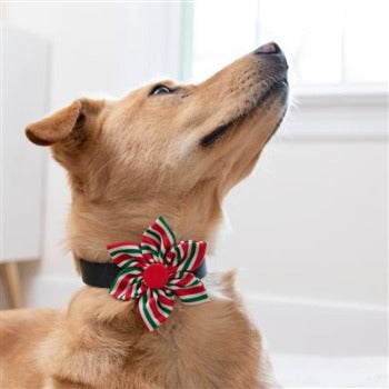 Huxley & Kent Peppermint Stripe Pinwheel Dog Collar Flower
