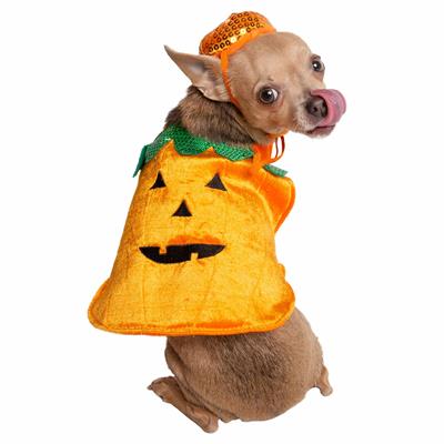 Dog wearing a Halloween pumpkin costume on a white background
