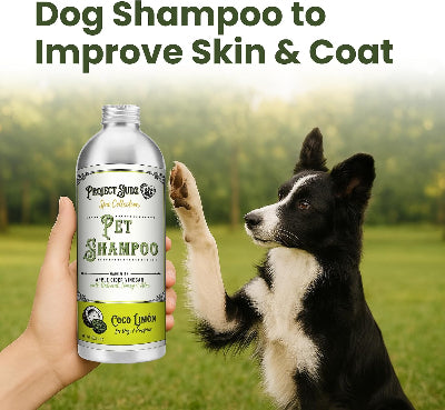 A hand holds a bottle of Project Sudz Pet Shampoo in Coco Lemon scent next to a black and white Border Collie dog in a grassy field.