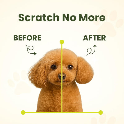 A golden poodle shown on a cream background with the headline 'Scratch No More' and a before/after comparison graphic. The dog is split vertically down the middle, with 'BEFORE' on the left and 'AFTER' on the right, plus curved arrows and yellow guide lines illustrating scratching direction.