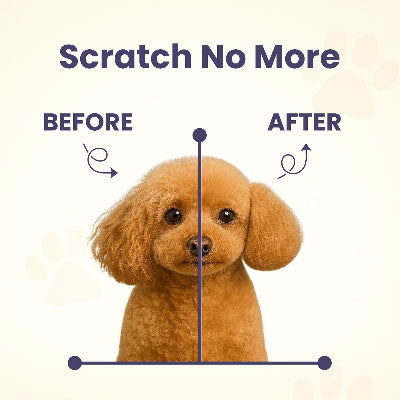 Dog before and after using 'Scratch No More' product with text labels.
