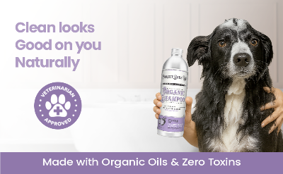 A wet black-and-white dog holds a bottle of Project Sucz Organic Shampoo against a light bathroom background. Text on the image reads 'Clean looks Good on you Naturally' and 'Made with Organic Oils & Zero Toxins,' with a purple veterinarian-approved seal.