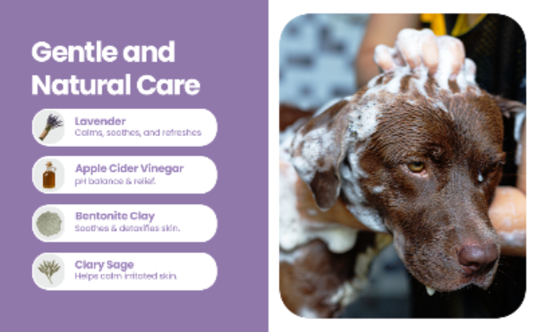 Promotional graphic for a gentle and natural dog shampoo. The left side features a purple background with white text listing ingredients: lavender, apple cider vinegar, bentonite clay, and clary sage, accompanied by small icons.