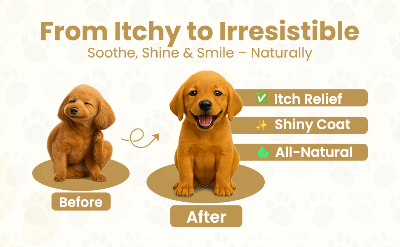 Before-and-after comparison graphic for a pet grooming or supplement product, showing a golden puppy labeled 'Before' scratching and a happier golden puppy labeled 'After' with text reading 'From Itchy to Irresistible' and benefits including itch relief, shiny coat, and all-natural.