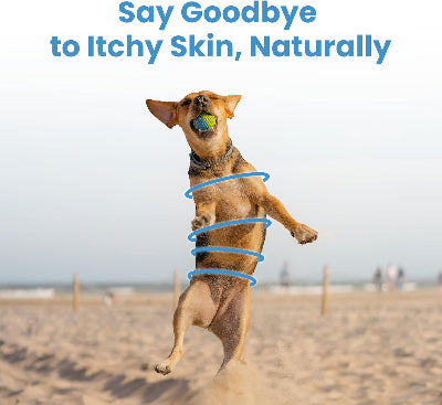 Dog on a beach with text 'Say Goodbye to Itchy Skin, Naturally' and a blue hula hoop.