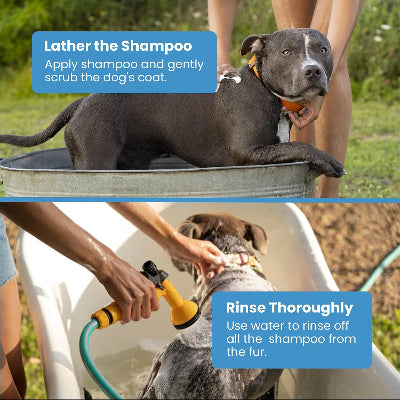 Dog being washed with instructions on shampooing and rinsing.