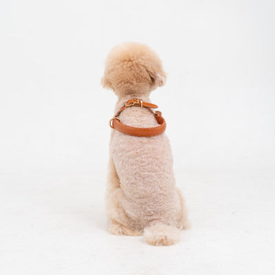 Small dog wearing a brown harness on a white background
