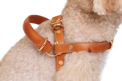 Dog wearing a brown leather harness with gold hardware on a white background
