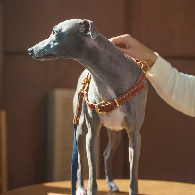 Dog wearing a brown leather harness with a blurred background
