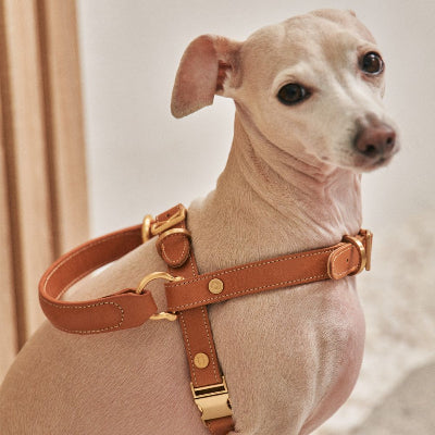 Dog wearing a brown leather harness with gold hardware against a neutral background