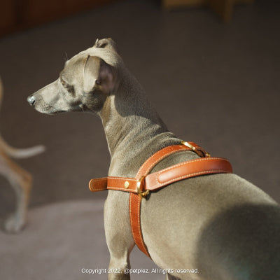 Dog wearing a brown leather harness on a blurred background