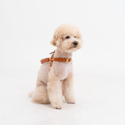 Small dog wearing a brown harness on a white background