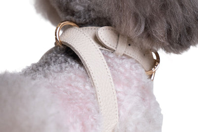 Dog wearing a beige harness on a white background