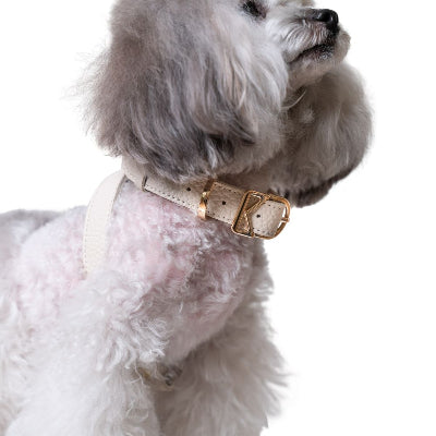 Small dog wearing a beige dog harness with gold hardware on a white background