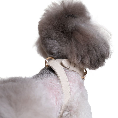 Poodle with a fluffy top knot wearing a beige harness on a white background