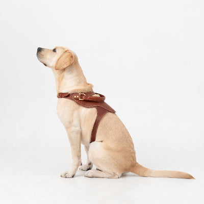 Dog wearing a brown harness on a white background