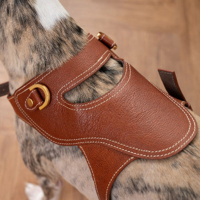 Dog wearing brown leather harness with a blurred wooden background