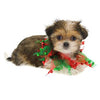 Razzle Dazzle Holiday Scrunchy Collar with Bells