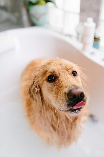 Spina Organics Itch Relief Dog Body Wash