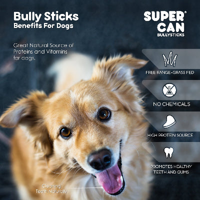 Dog with text about Super Can Bully Sticks benefits for dogs on a dark background