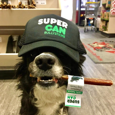 Dog wearing a 'Super Can Bullysticks' cap holding a bully stick with a tag in a store setting.