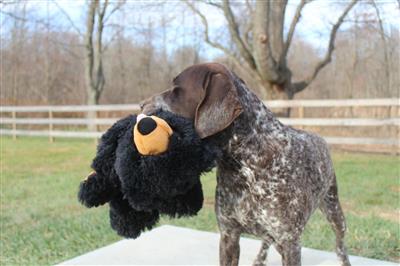 Tall Tails Stuffless Black Bear - 20" Dog Toy