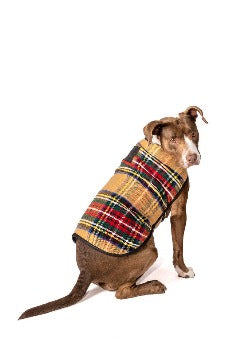 Dog Wearing Chilly Dog Tan Tartan Plaid Dog Coat